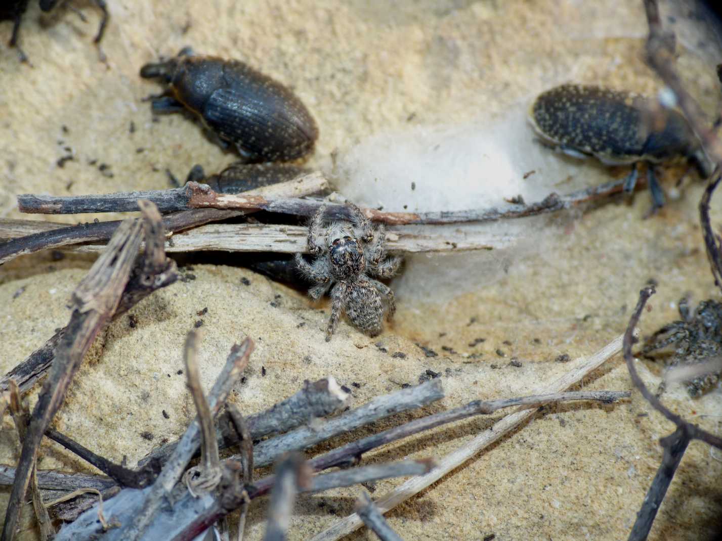 Philaeus chrysops subadulto?
